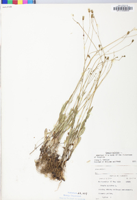 Crepis pulchra image