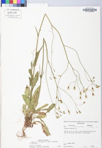 Crepis pulchra image