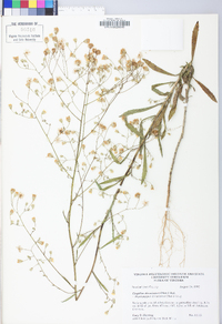 Croptilon divaricatum image