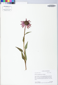 Echinacea purpurea image