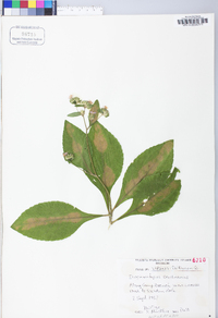 Elephantopus carolinianus image