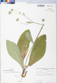 Elephantopus tomentosus image