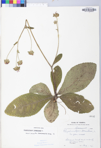 Elephantopus tomentosus image