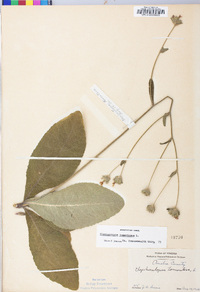 Elephantopus tomentosus image