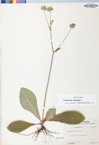 Elephantopus tomentosus image