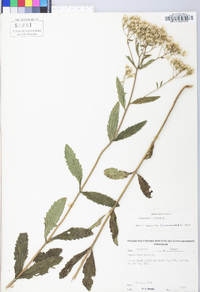 Eupatorium album image