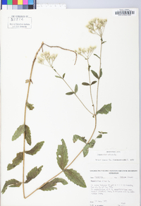 Eupatorium album image