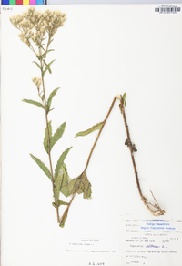 Eupatorium album image