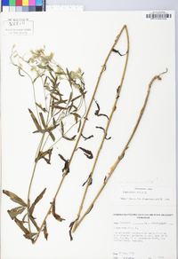 Eupatorium album image