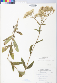 Eupatorium album image