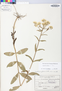 Eupatorium album image