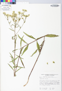 Eupatorium album image