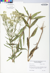 Eupatorium album image