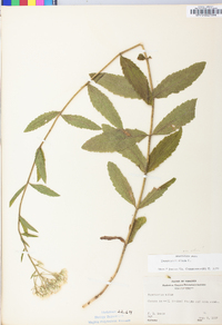 Eupatorium album image