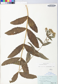 Eupatorium album image