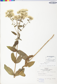 Eupatorium album image