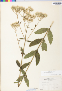 Eupatorium album image