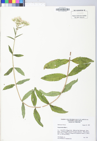 Eupatorium album image