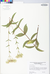 Eupatorium album image