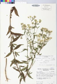 Eupatorium album image