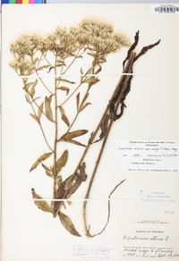 Eupatorium album var. vaseyi image
