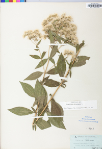 Eupatorium altissimum image