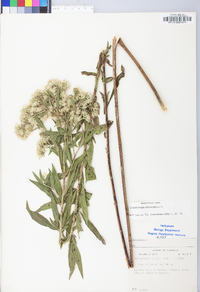 Eupatorium altissimum image