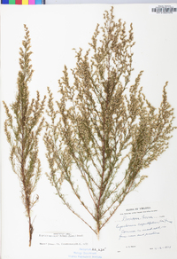 Eupatorium capillifolium image