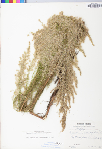 Eupatorium capillifolium image