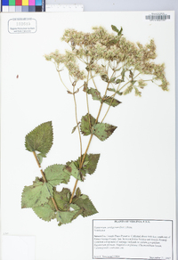 Eupatorium cordigerum image