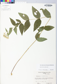 Eupatorium godfreyanum image