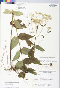 Eupatorium godfreyanum image