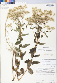 Eupatorium godfreyanum image