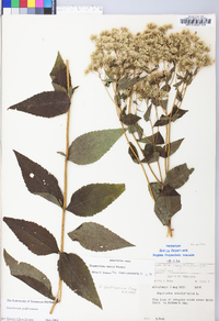 Eupatorium godfreyanum image