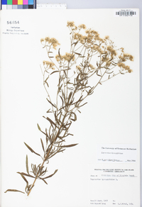 Eupatorium hyssopifolium image