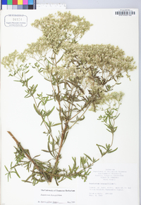 Eupatorium hyssopifolium image