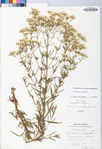 Eupatorium hyssopifolium image