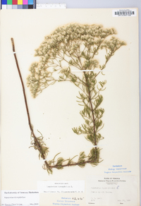 Eupatorium hyssopifolium image