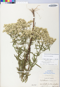 Eupatorium hyssopifolium image