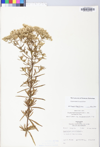 Eupatorium hyssopifolium image