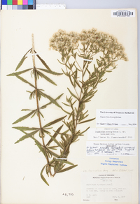 Eupatorium hyssopifolium image