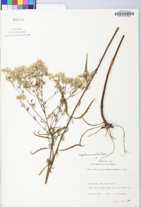 Eupatorium mohrii image