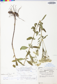 Eupatorium mohrii image