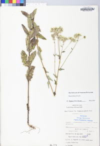 Eupatorium pilosum image