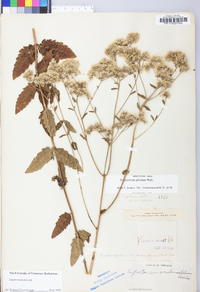 Eupatorium pilosum image