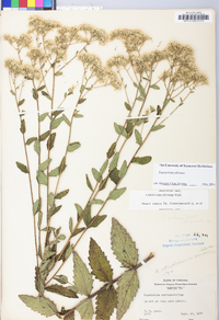 Eupatorium pilosum image