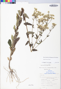 Eupatorium pilosum image