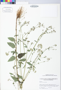 Eupatorium pilosum image