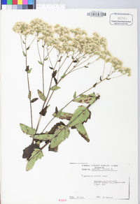 Eupatorium pilosum image