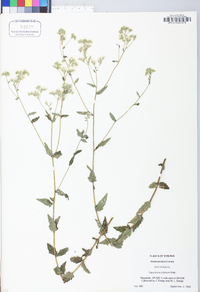 Eupatorium pilosum image